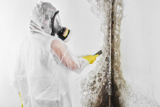 Best Mold Testing and Inspection Services in North Shore, CA
