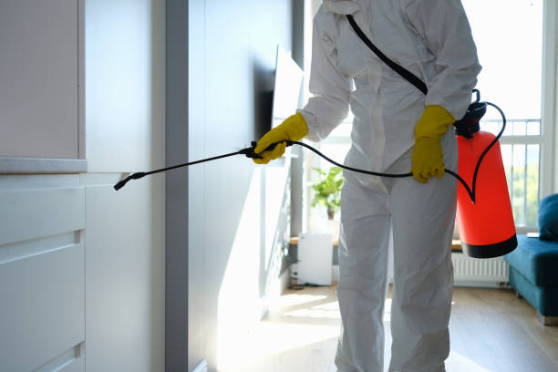 Best White Mold Remediation in North Shore, CA