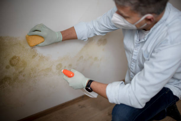 Best Residential Mold Remediation in North Shore, CA